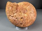 Grote ammoniet - Gefossiliseerd dier - Acanthoceras sp. - 20, Verzamelen
