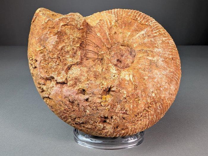 Grote ammoniet - Gefossiliseerd dier - Acanthoceras sp. - 20, Verzamelen, Mineralen en Fossielen