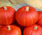 Bol-p-5106 f1 organic biologische pompoen kabocha 250, Hobby en Vrije tijd, Nieuw