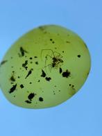 Amber - Barnsteen - Two spiders, Burmese Amber, Insect