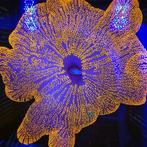 Red Carpet Anemone WYSIWYG, Verzenden, Nieuw