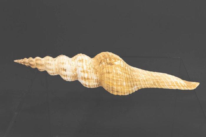 Fusinus meyeri F+++ - 22,4 cm  die bijzondere zeeschelp, Verzamelen, Dierenverzamelingen