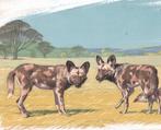 Neave Parker (1910-1961) Attrib.to - Story of Mammals