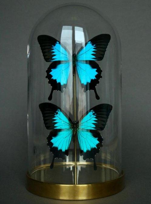 Vlinder Taxidermie volledige montage - Papilio ulysses - 26, Verzamelen, Dierenverzamelingen