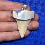Witte haai Tand - Carcharodon carcharias - 49 mm - 39 mm -, Antiek en Kunst, Curiosa en Brocante