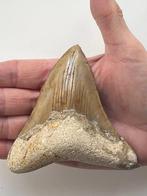 Megalodon tand 10,7 cm - Fossiele tand - Carcharocles