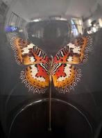 Vlinder Taxidermie volledige montage - Biblis Cethosia - 18, Nieuw