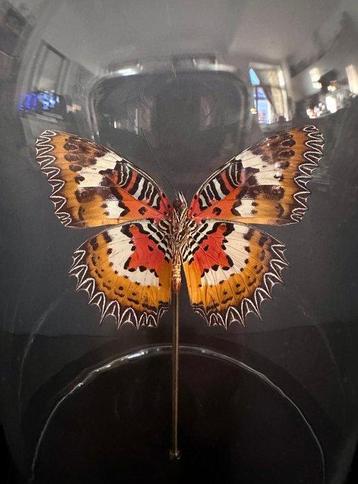 Vlinder Taxidermie volledige montage - Biblis Cethosia - 18