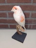 Rood bonte kanarie Taxidermie volledige montage - Serinus, Verzamelen, Nieuw