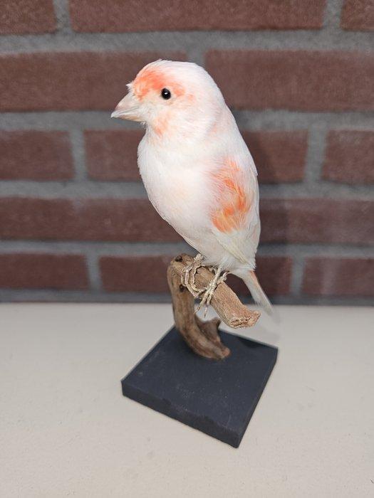 Rood bonte kanarie Taxidermie volledige montage - Serinus, Verzamelen, Dierenverzamelingen