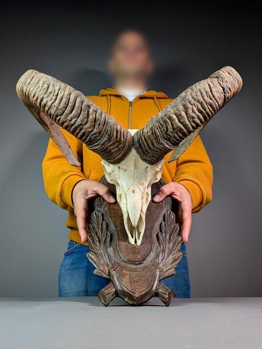 Mouflon Schedel met gewei - Ovis aries musimon - 46 cm - 50, Verzamelen, Dierenverzamelingen