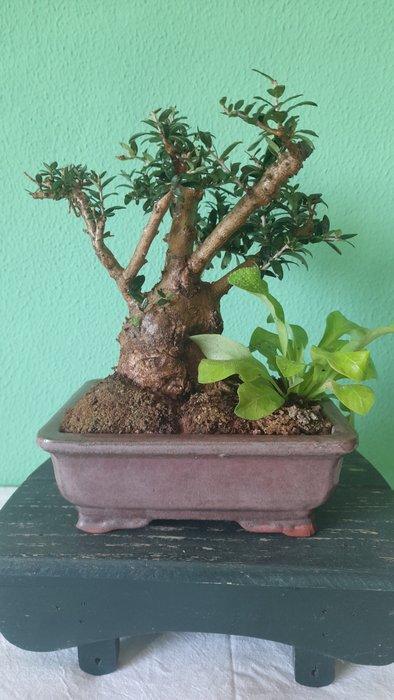 Olijf bonsai (Olea europaea) - Hoogte (boom): 18 cm - Diepte, Antiek en Kunst, Curiosa en Brocante