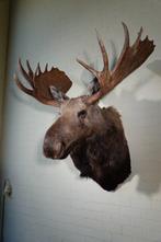 Large Northern Elk/Moose Schedel - Alces alces - 113 cm -, Nieuw