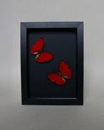 Papillon Support de corps entier pour taxidermie - Cymothoe, Antiquités & Art