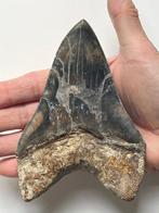 Grote Megalodon tand 13,5 cm - Fossiele tand - Carcharocles, Verzamelen, Mineralen en Fossielen