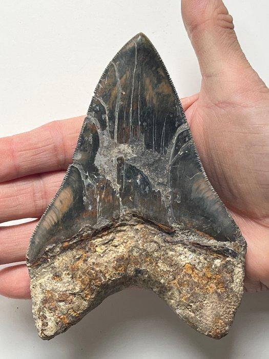 Grote Megalodon tand 13,5 cm - Fossiele tand - Carcharocles, Verzamelen, Mineralen en Fossielen
