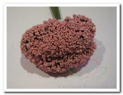 Fieldberries Rose/ bundel voor bloemschikken Fieldberries Ro