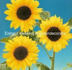 Helianthus Tosca   / Daphne - 250 zaden Helianthus Tosca, Hobby en Vrije tijd, Knutselen, Nieuw