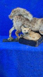 Renard roux Support mural pour taxidermie - Vulpes vulpes -, Verzamelen, Dierenverzamelingen, Nieuw