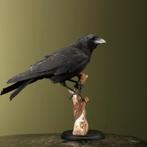 Kraai Taxidermie Opgezette Dieren By Max, Verzamelen, Dierenverzamelingen, Ophalen of Verzenden, Nieuw, Vogel, Opgezet dier