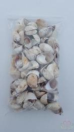 Muiltje Crepidula Fornicata schelpen 500 gram, Nieuw