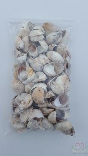 Muiltje Crepidula Fornicata schelpen 500 gram, Hobby en Vrije tijd, Knutselen, Nieuw