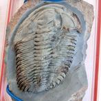 Zelden aangeboden 11,6 cm (!) Longianda termieri – Issafen