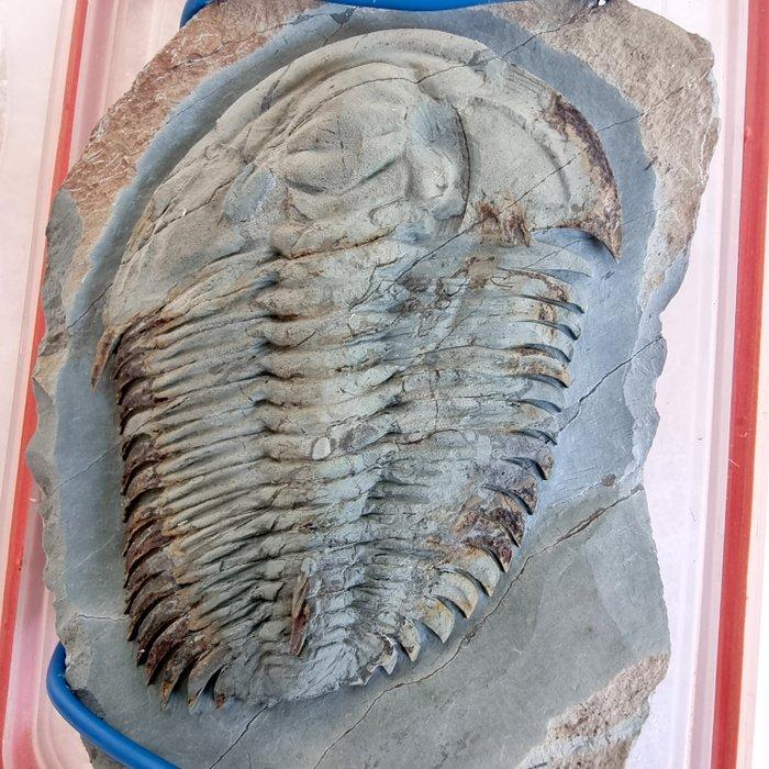 Zelden aangeboden 11,6 cm (!) Longianda termieri – Issafen, Verzamelen, Mineralen en Fossielen