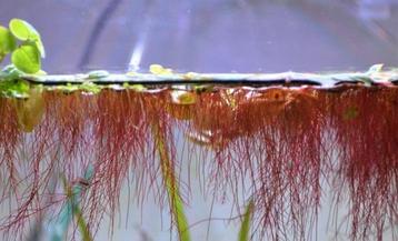 Phyllantus Fluitans - Aquariumplant drijfplant in Cup beschikbaar voor biedingen