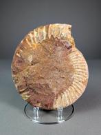Grote Krijtperiode Ammoniet - Gefossiliseerde schelp -, Verzamelen, Mineralen en Fossielen