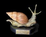 . - Diorama - Escargot terrestre - Achachatina costoma -