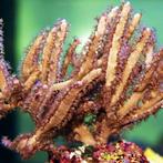 Pterogorgia citrina (yellow ribbon gorgonian) S (Ong. 3-4 cm