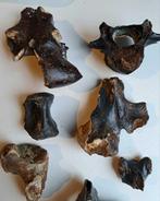 Vertebrea - Fossiel bot - 7 pieces mammoth, deer, wisent,