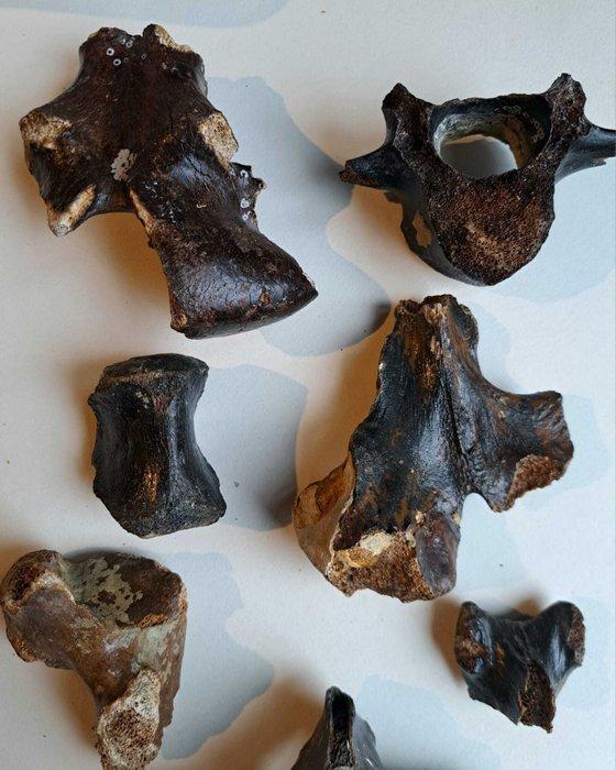 Vertebrea - Fossiel bot - 7 pieces mammoth, deer, wisent,, Verzamelen, Mineralen en Fossielen