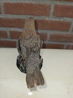 Eigenkweek waterspreeuw roodbuik kleur Taxidermie volledige, Verzamelen, Dierenverzamelingen, Nieuw