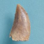 Dinosaurus - Fossiele tand - Abelisaurus - 18 mm - 10 mm