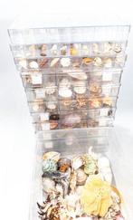 grote schelpen-, slakken- en zeesterrenverzameling Skelet -, Nieuw