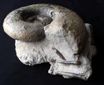 Grote ammoniet van 25 cm - Gefossiliseerde schelp -, Verzamelen