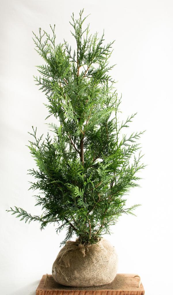 Conifeer - Thuja Plicata Excelsa - Haagplanten Actie!!, Jardin & Terrasse, Plantes | Arbustes & Haies, Enlèvement ou Envoi