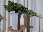 Bonsaï de juniperus en cascade dans un grand pot à bonsaï. -