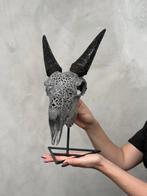 PAS DE PRIX MINIMUM - Crâne authentique de chèvre gris