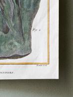 Francois Nicolas Martinet (1731-1804) - Polypiers