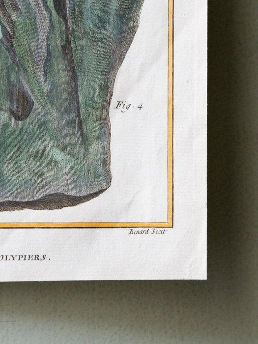 Francois Nicolas Martinet (1731-1804) - Polypiers, Antiquités & Art, Curiosités & Brocante