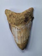 Mégalodon - Dent fossile - Otodus (Carcharocles) megalodon -, Verzamelen
