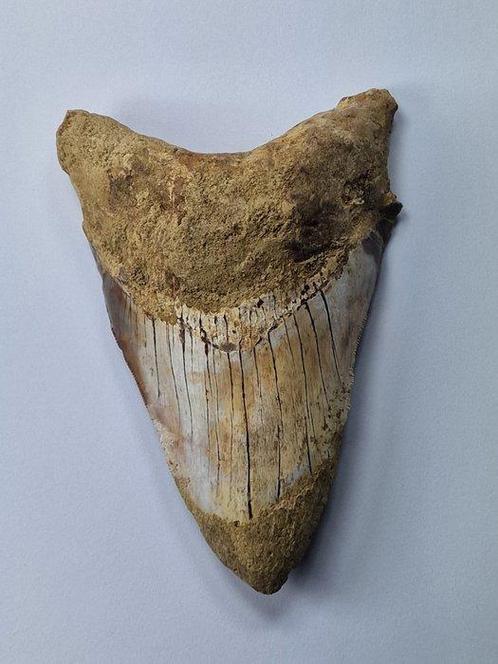 Mégalodon - Dent fossile - Otodus (Carcharocles) megalodon -, Verzamelen, Mineralen en Fossielen