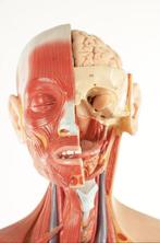 Anatomisch model - Gips, Plastic, SOMSO-Plast - 1960-1970, Antiek en Kunst