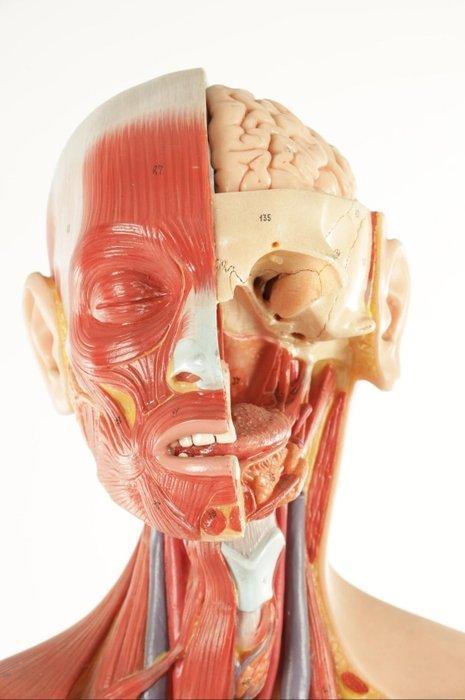 Anatomisch model - Gips, Plastic, SOMSO-Plast - 1960-1970, Antiek en Kunst, Antiek | Wandborden en Tegels