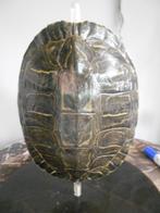 Tortue de rivière Carapace - Trachemys scripta elegans - 7