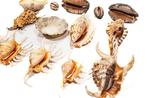 kleine en fijne schelpenverzameling Skelet - div - 110 mm -, Nieuw