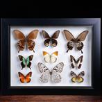 Tropische Vlindercollectie – Entomologische Weergave in